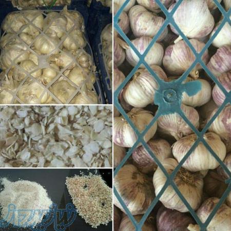 تهیه و پخش سیر همدان 