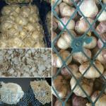 تهیه و پخش سیر همدان 