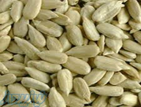 فروش مغز تخمه افتاب گردان و کدو