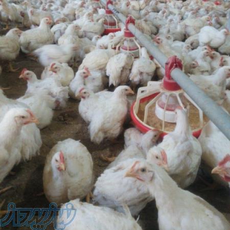 درخواست مرغداری اجاره ای در قم 