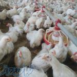 درخواست مرغداری اجاره ای در قم 