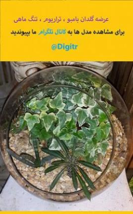 عمده فروشی گلدان بامبو تراریوم تنگ ماهی  - تهران