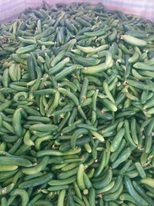 خرید فروش خیارسبز 