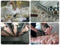 تجهیزات کشتارگاه مرغ و نوار نقاله www rasti ir  - تهران