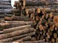 واردات چوب روسی و mdf خام غلات(گندم جو ذرت) 