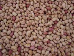 خرید و فروش عمده محصولات غذائی  - تهران