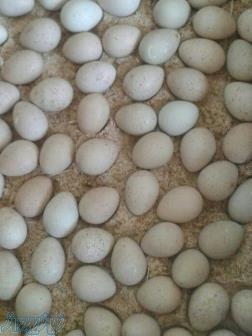 فروش تخم نطفه دار 