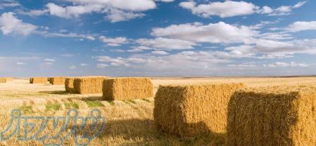 فروش کلش گندم و جو و یونجه بسته بندی شده 