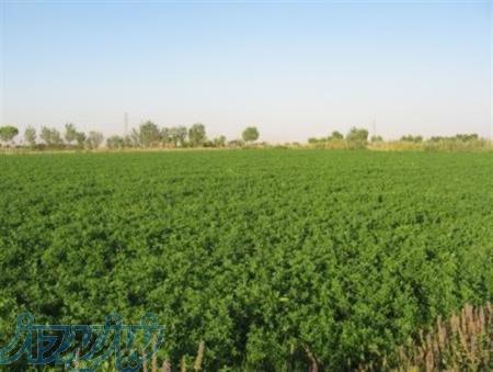 خرید و فروش یونجه و کلش 