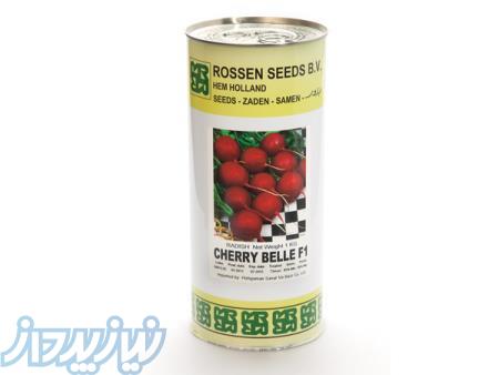 تربچه هیبرید روزن سیدز 09195284072