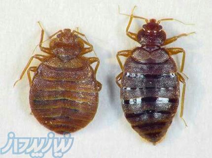 سمپاشی در مشهد 