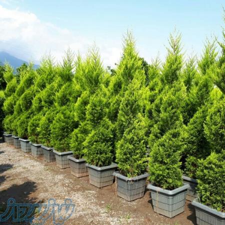 فروش انواع گل و گیاه