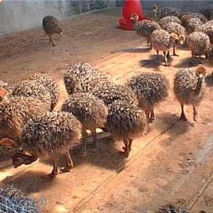 فروش جوجه شتر مرغ 10 روزه