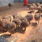 فروش جوجه شتر مرغ 10 روزه