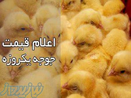 فروش جوجه بومی یک روزه