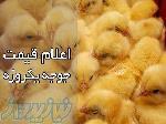 فروش جوجه بومی یک روزه