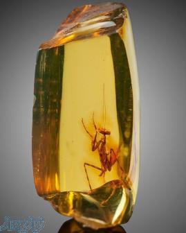 #خرید_نقدی_کهربا