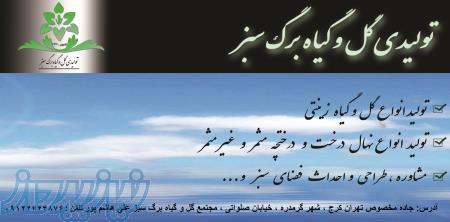 خرید فروش گل و گیاه برگ سبز هاشم پور http:  www giahesabz com 