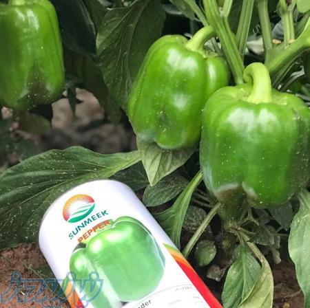 بذر فلفل دلمه سانميك 