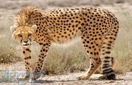 تور  قلعه بالا تا کویر توران نوروز 97