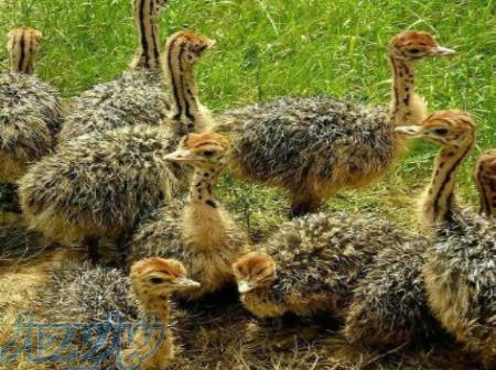 جوجه شترمرغ 