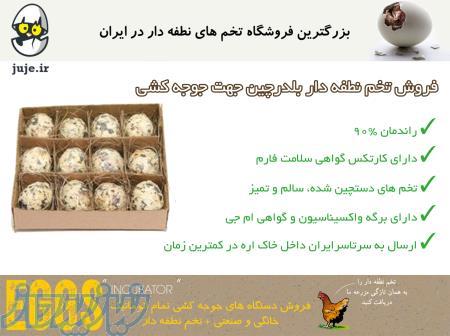 فروش تخم نطفه دار باکیفیت بلدرچین