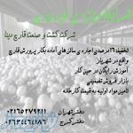 اجاره سالنهای پرورش قارچ