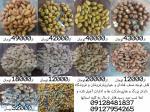 فروش عمده انواع آجیل و خشکبار اعلا 