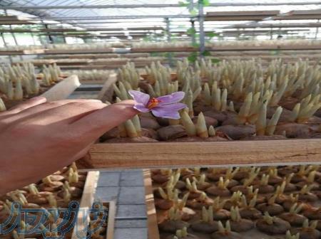 کاشت زعفران درمزرعه وخانه شغلی بادرآمدعالی وتضمینی 