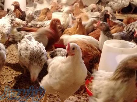 فروش جوجه مرغ دورگه و بومی 