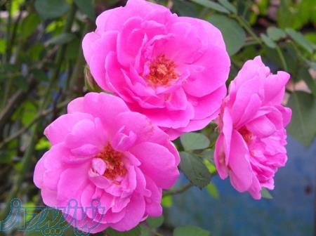 فروش و پخش بتائین ، لورامید و مواد اولیه ی  شوینده ها