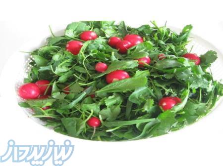 عنوان:سبزی خوردن پاک شده و آماده مصرف(شرکتی) 