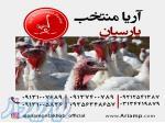 فروش بوقلمون بیوتی سیکس اماده به تحویل ارسال به اقصی نقاط ایران