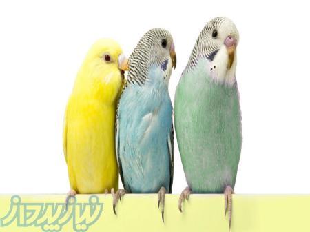 پلی کلینیک دامپزشکی پت لند 