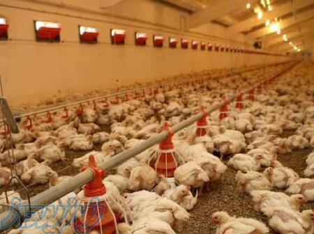 فروش بهترین تجهیزات پرورش قارچ  و مرغداری برای سالن های شما 