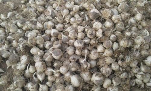 خرید و فروش موسیر و سیر بذری و خوراکی  - همدان