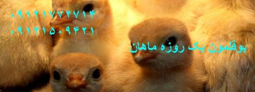 جوجه بوقلمون یک روزه  - کرج