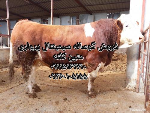 فروش گوساله  - گلستان