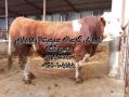 فروش گوساله  - گلستان