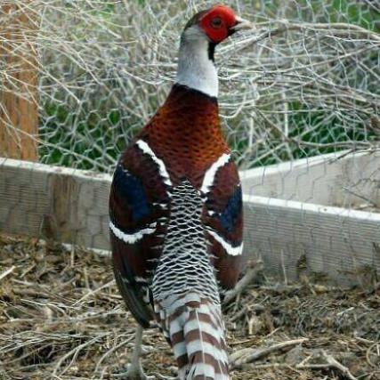 فروش تخم نطفه دار قرقاول به صورت عمده و خرده  - تهران