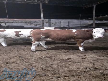 فروش انواع گوساله سیمینتال  - گلستان