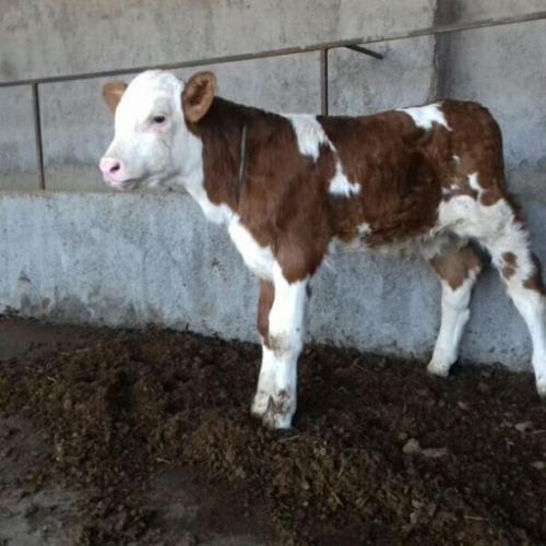 فروش انواع تلیسه وگاو  - گلستان