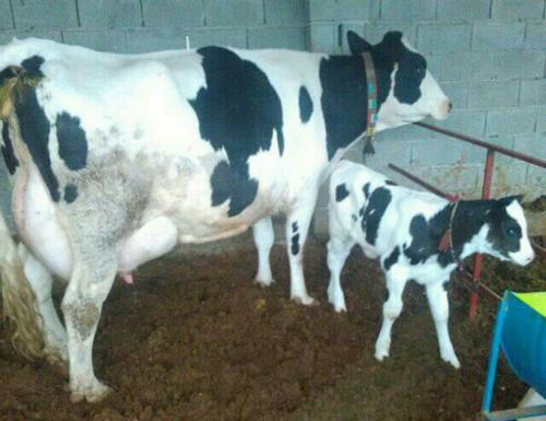 فروش گوساله ماده سیمینتال  - گلستان