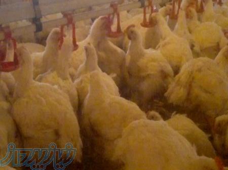 ما مشکل هوا را در سالن مرغداری بطور کامل حل کردیم