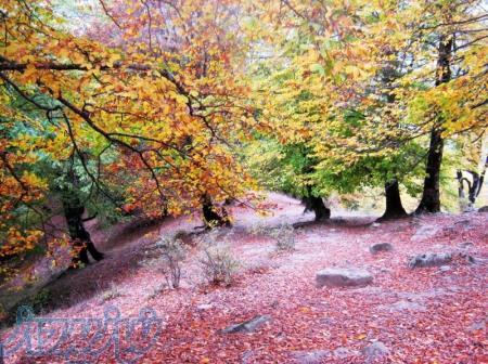 جنگل پیمایی ارفعده در پاییز 