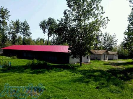 فروش مرغداري گوشتي 15000قطعه اي در شمال(گیلان- لنگرود – چمخاله ) 
