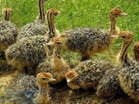 پیش فروش جوجه شتر مرغ 