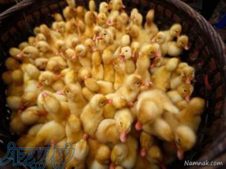 فروش جوجه اردک 