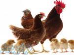 فروش جوجه مرغ بومی رنگی-جوجه یک روزه-مرغ تخم گذار بومی 