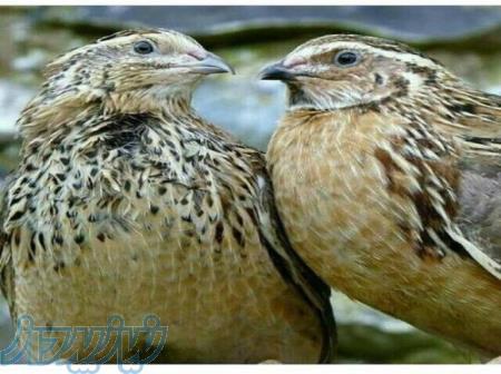 فروش جوجه بلدرچین 